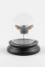 Animaux Spéciaux SMALL GLASS DOME - Blue Bee