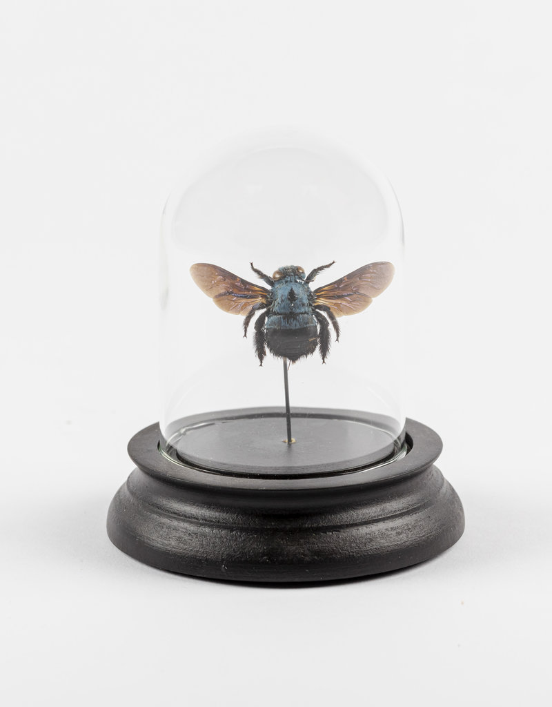 Animaux Spéciaux PETITE CLOCHE EN VERRE - Abeille Bleu