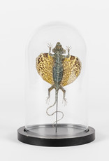 Animaux Spéciaux Stolpje met vliegend draakje (Draco volans)