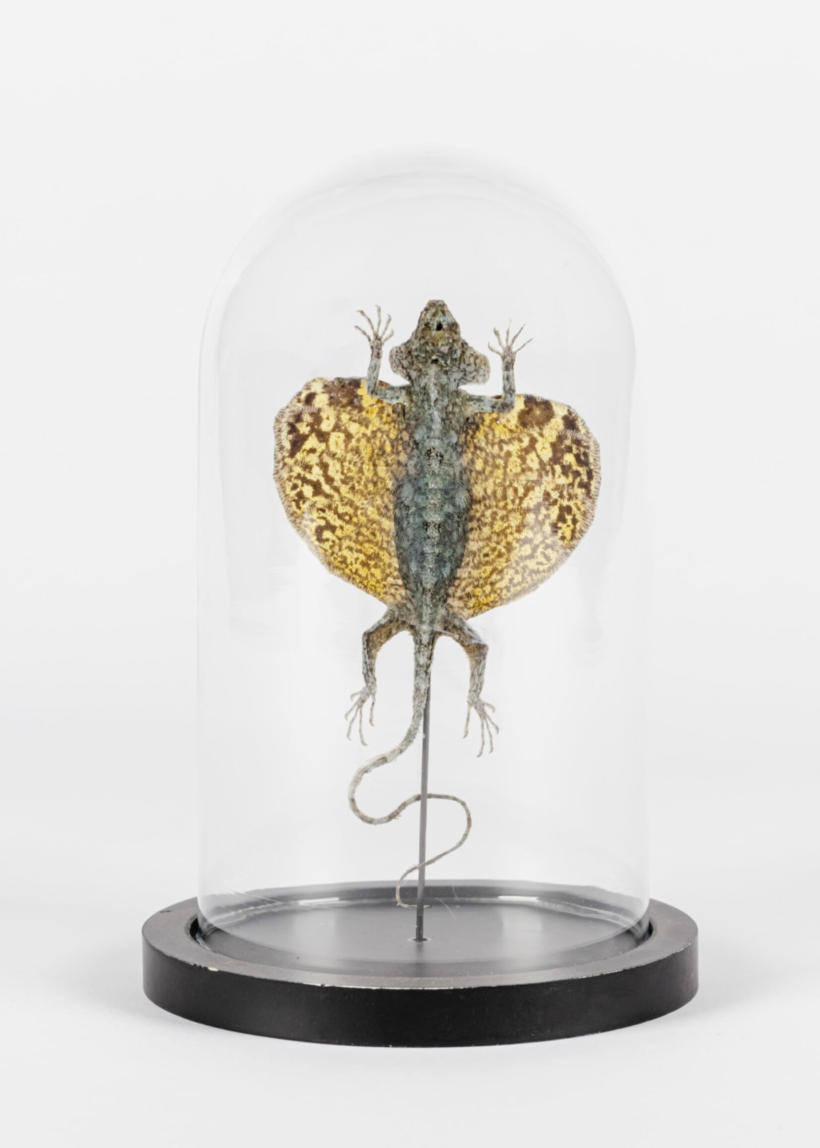 Animaux Spéciaux Stolpje met vliegend draakje (Draco volans)