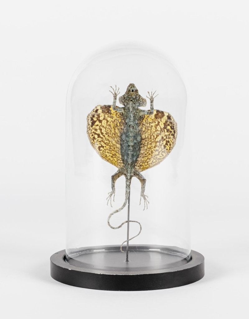 Animaux Spéciaux Stolpje met vliegend draakje (Draco volans)