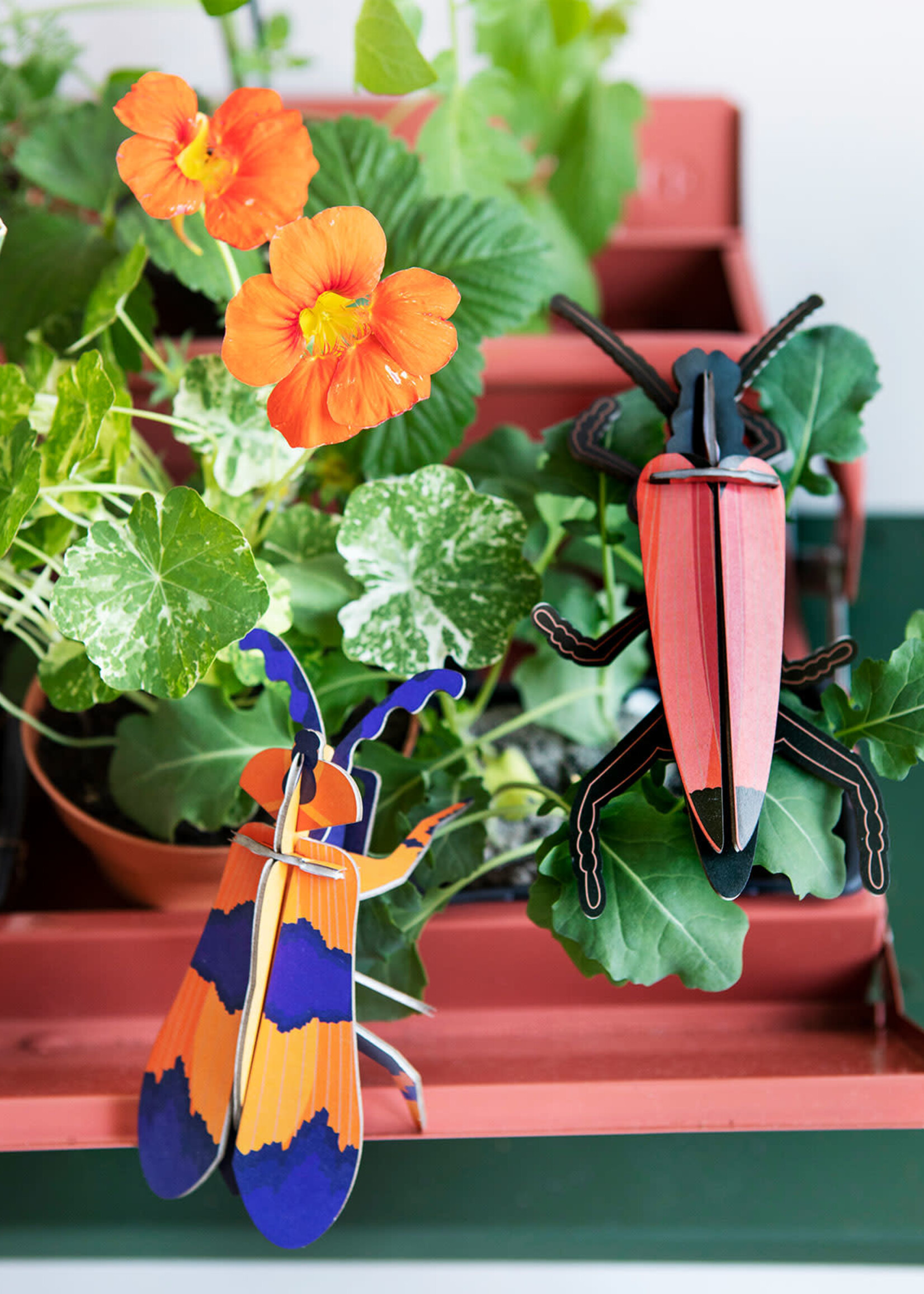 DIY DECORATION MURAM - Coléoptère Ailé