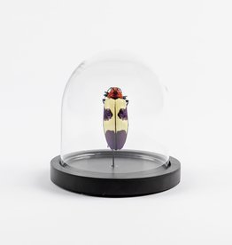 Animaux Spéciaux PETITE CLOCHE EN VERRE - Chrysochroa Buqueti