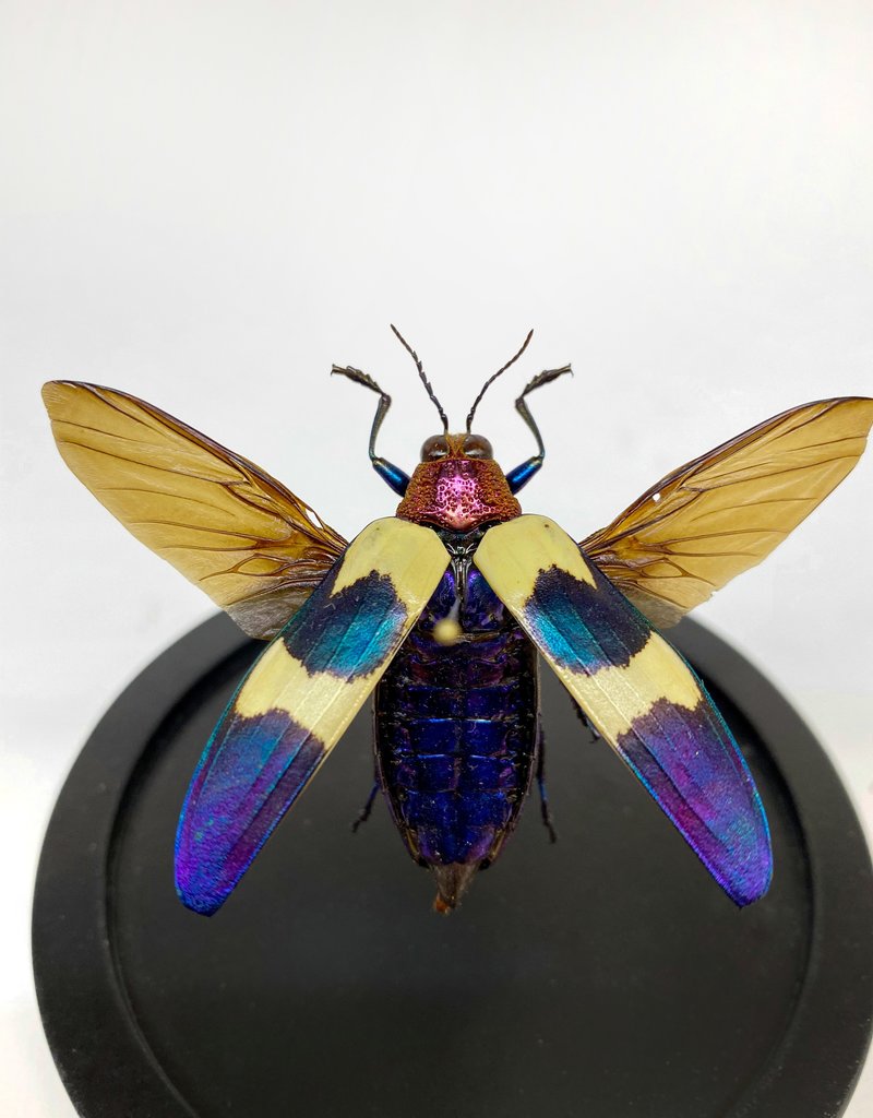 Animaux Spéciaux GLAZEN STOLPJE - Vliegende Chrysochroa Buqueti