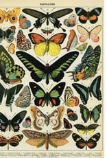 AFFICHE VINTAGE - Papillons (50x70cm)