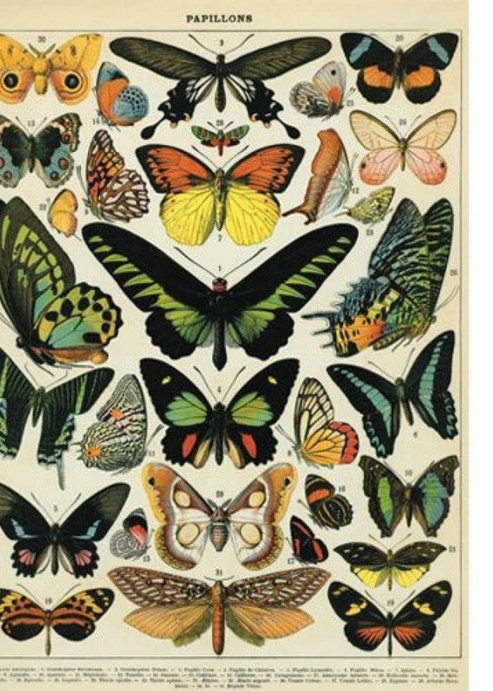 VINTAGE POSTER - Vlinders (50x70cm)