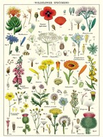 VINTAGE POSTER - Wildflowers (50x70cm)
