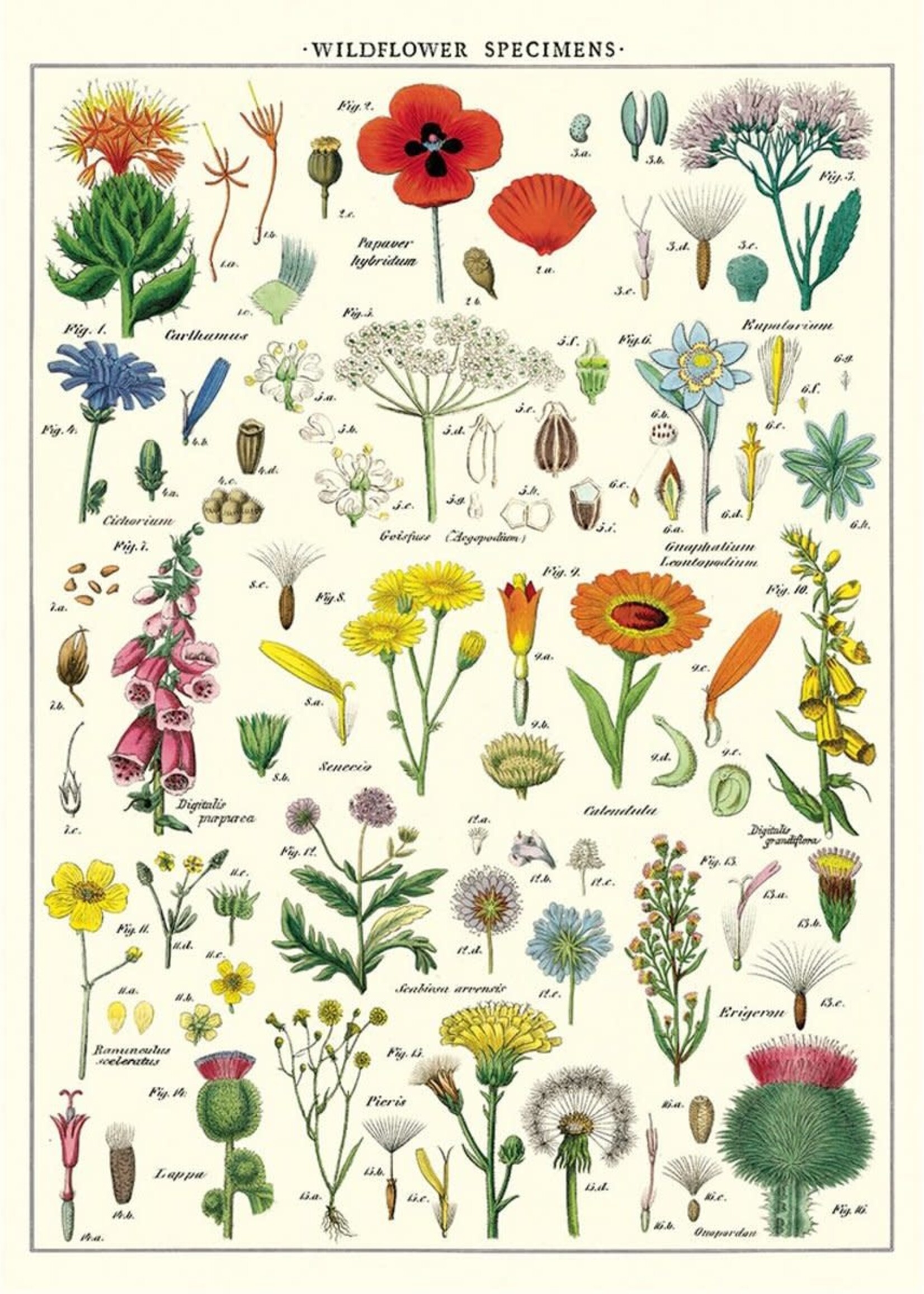 AFFICHE VINTAGE - Fleurs Sauvages (50x70cm)