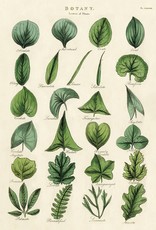 AFFICHE VINTAGE - Botanique - Feuilles (50x70cm)