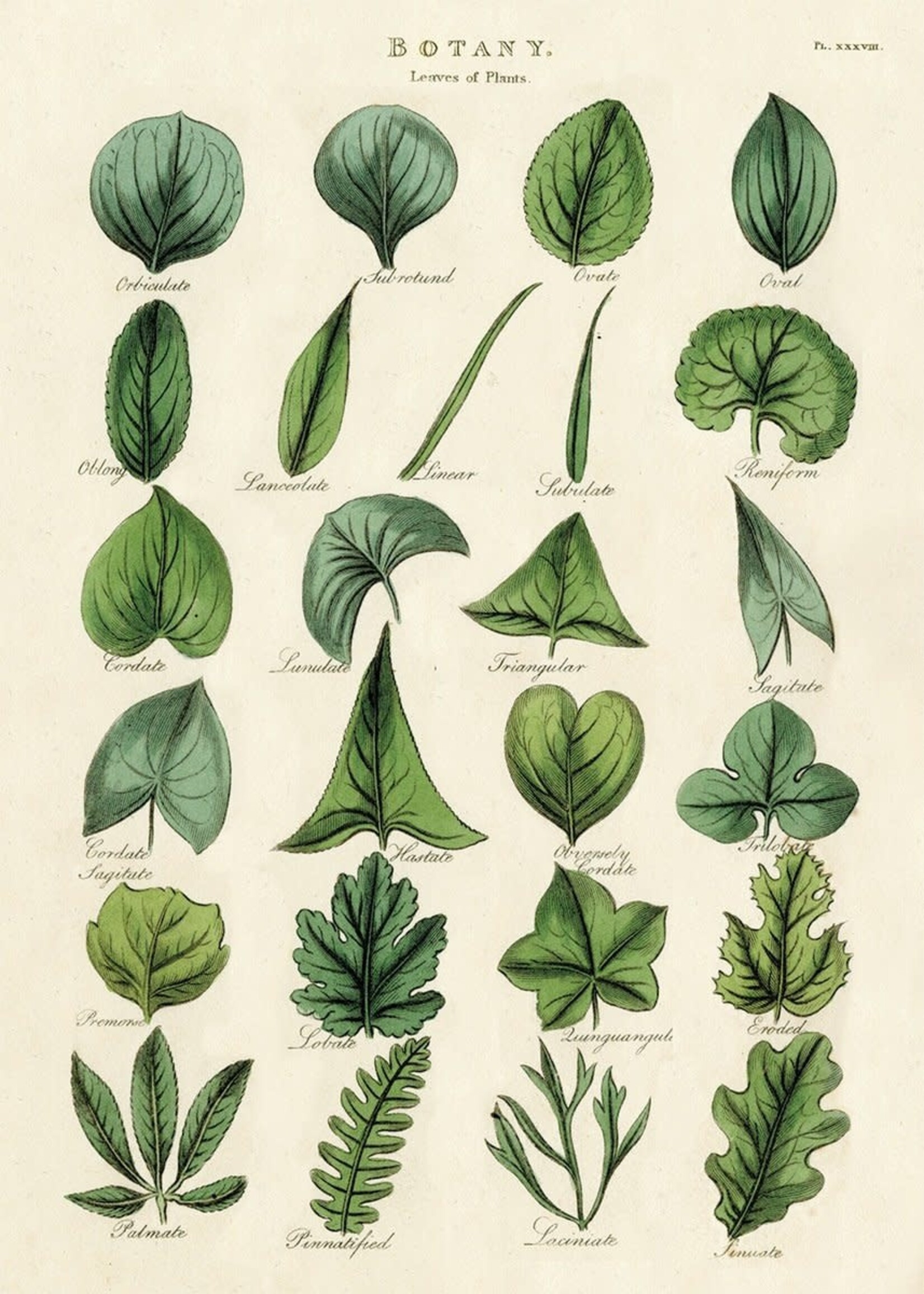 AFFICHE VINTAGE - Botanique - Feuilles (50x70cm)