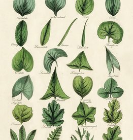 VINTAGE POSTER - Botany - Leaves (50x70cm)