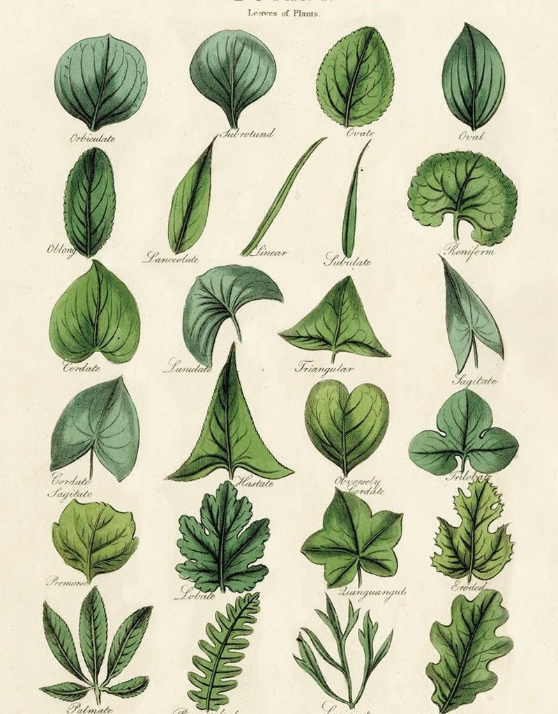 VINTAGE POSTER - Botany - Leaves (50x70cm)