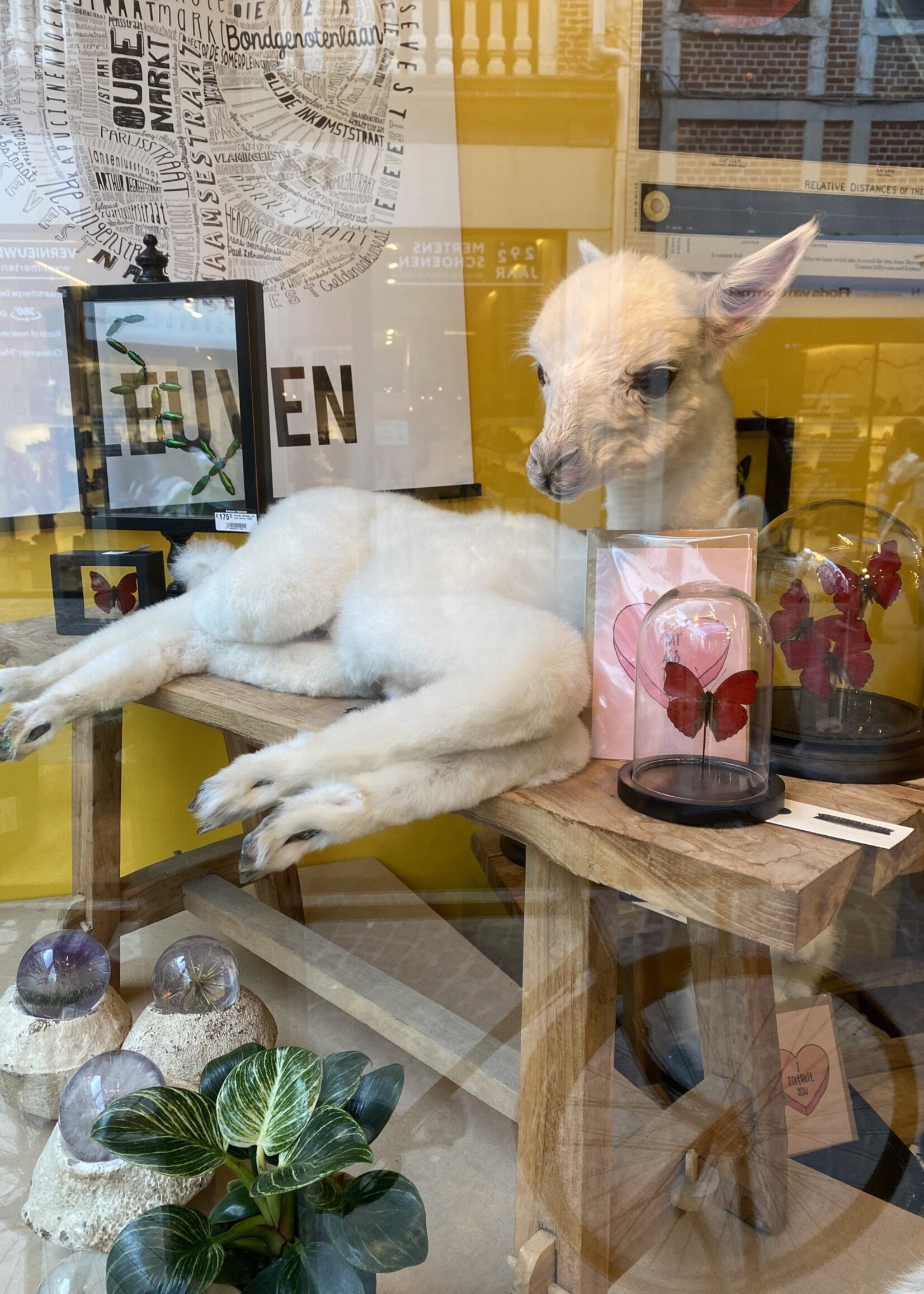 Animaux Spéciaux Alpaga: alpino