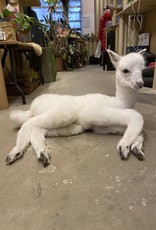 Animaux Spéciaux Alpaca: alpino