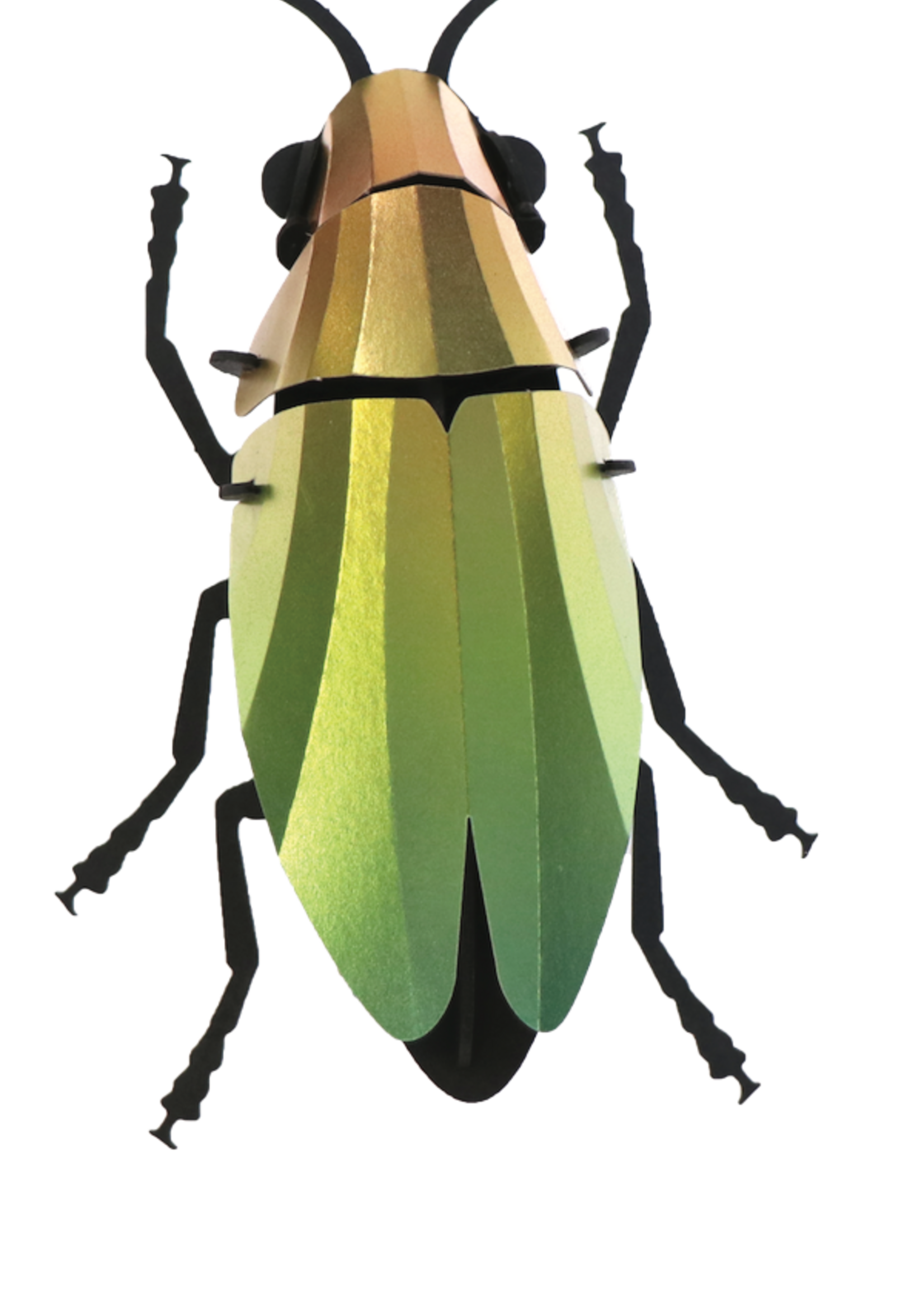 DIY DECORATION - Coléoptère Buprestidae