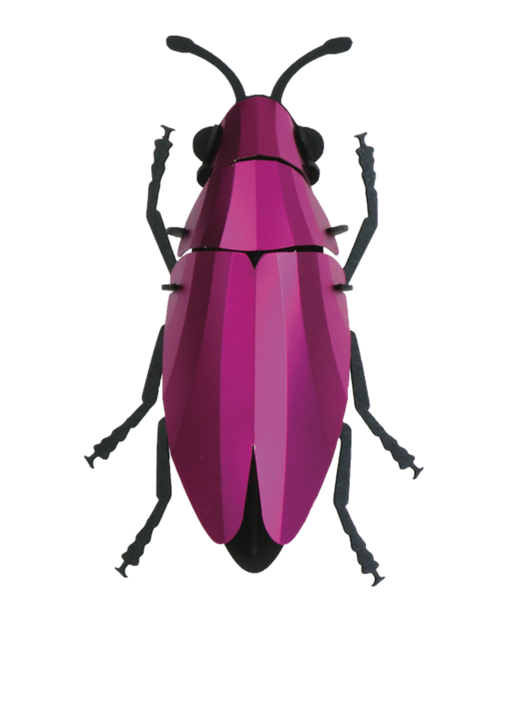 DIY DECORATION - Coléoptère Buprestidae