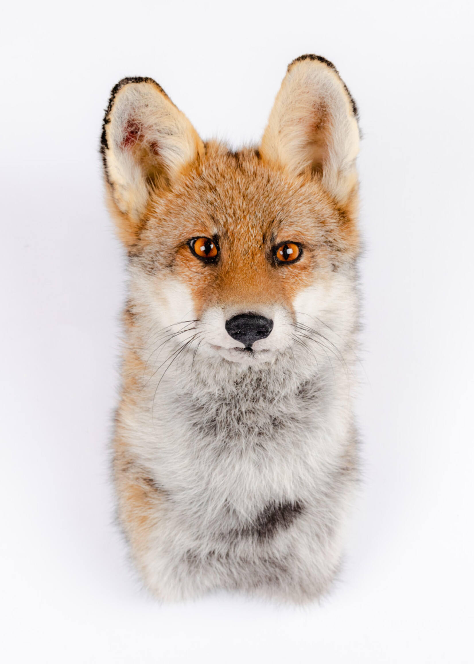Animaux Spéciaux Copy of Vossenkop II