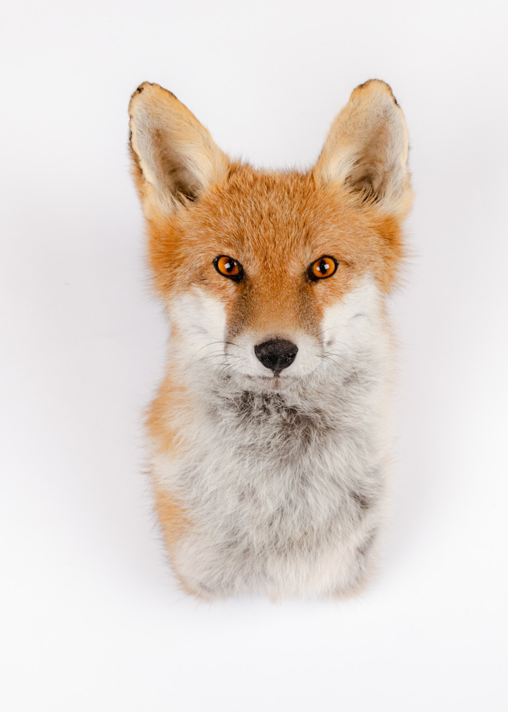 Animaux Spéciaux Copy of Vossenkop II
