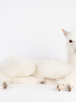 Animaux Spéciaux Alpaca: alpino