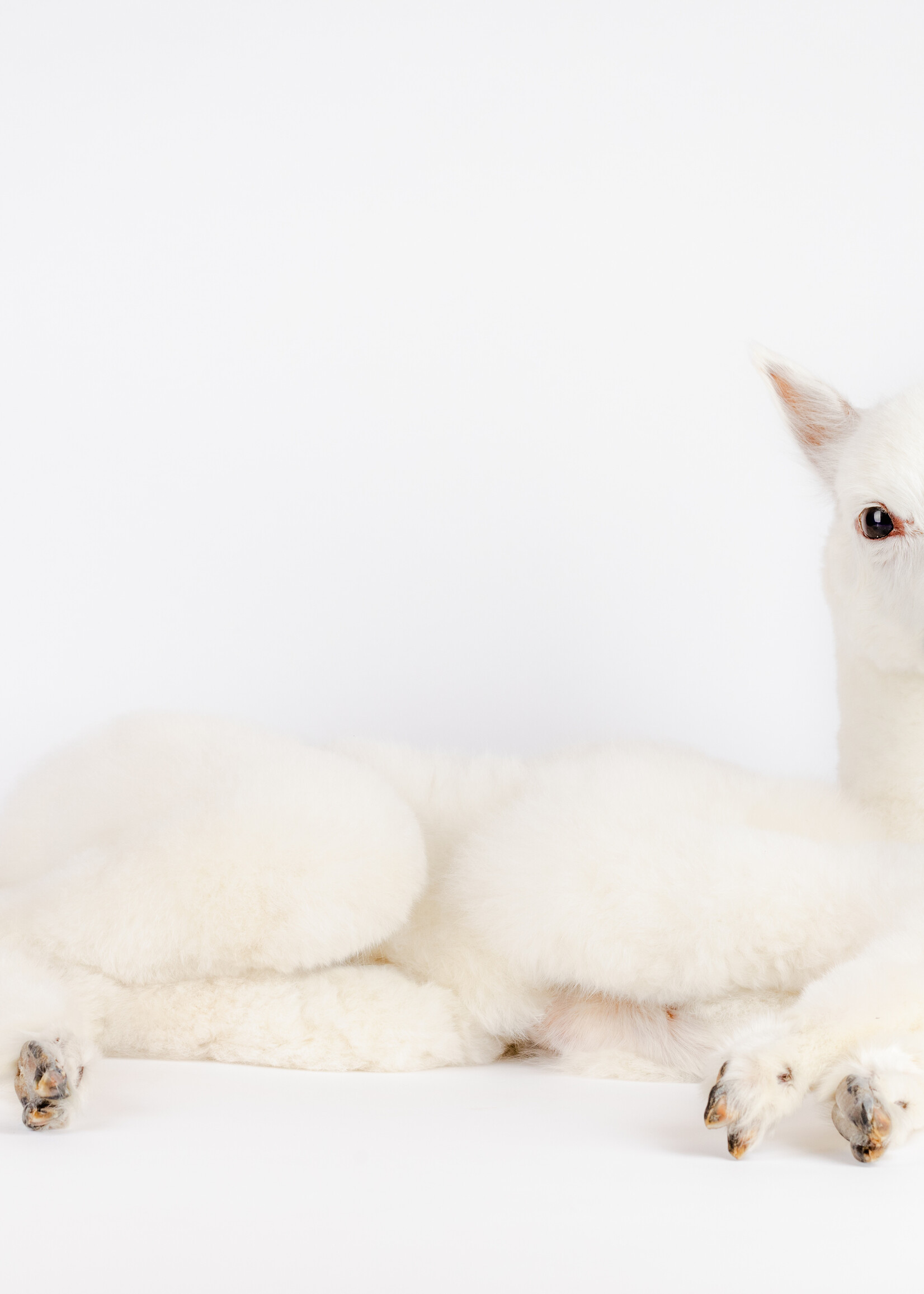 Animaux Spéciaux Alpaca: alpino