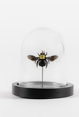 Animaux Spéciaux Copy of BLAUWE BIJ - Stolp