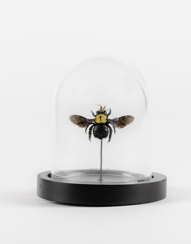 Animaux Spéciaux Copy of BLAUWE BIJ - Stolp