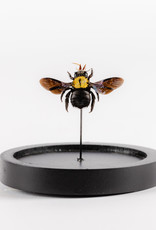 Animaux Spéciaux Copy of BLAUWE BIJ - Stolp