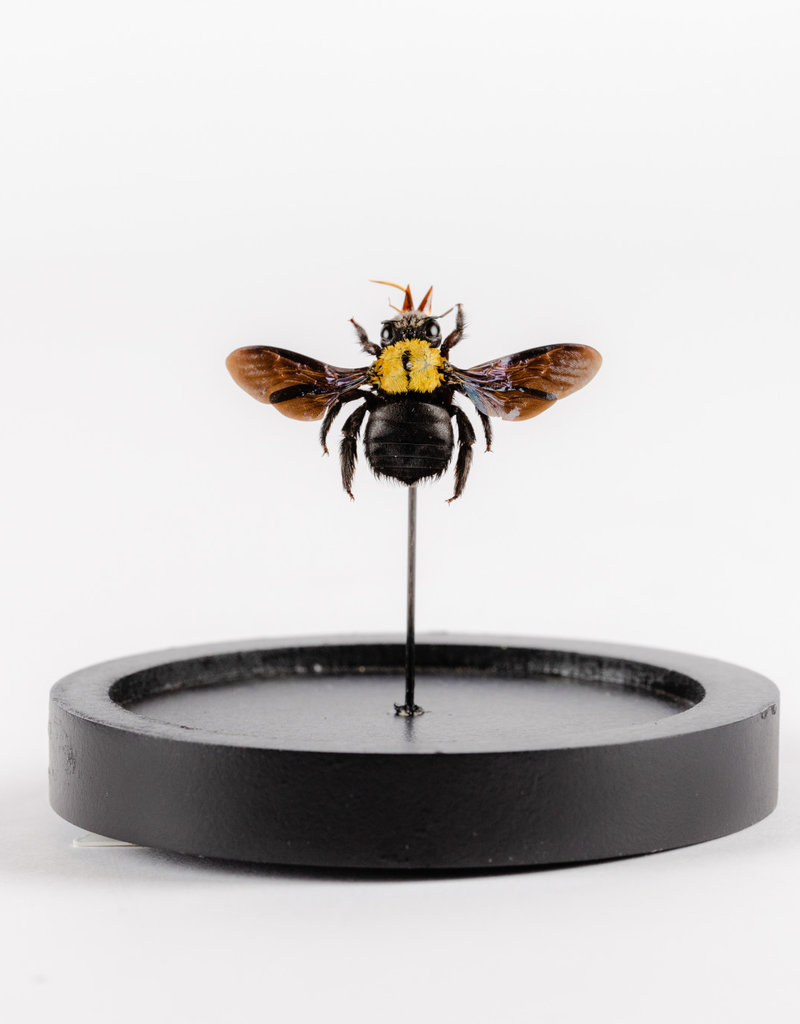 Animaux Spéciaux Copy of BLAUWE BIJ - Stolp