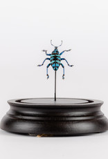 Animaux Spéciaux SMALL GLASS DOME - Blue Weevil