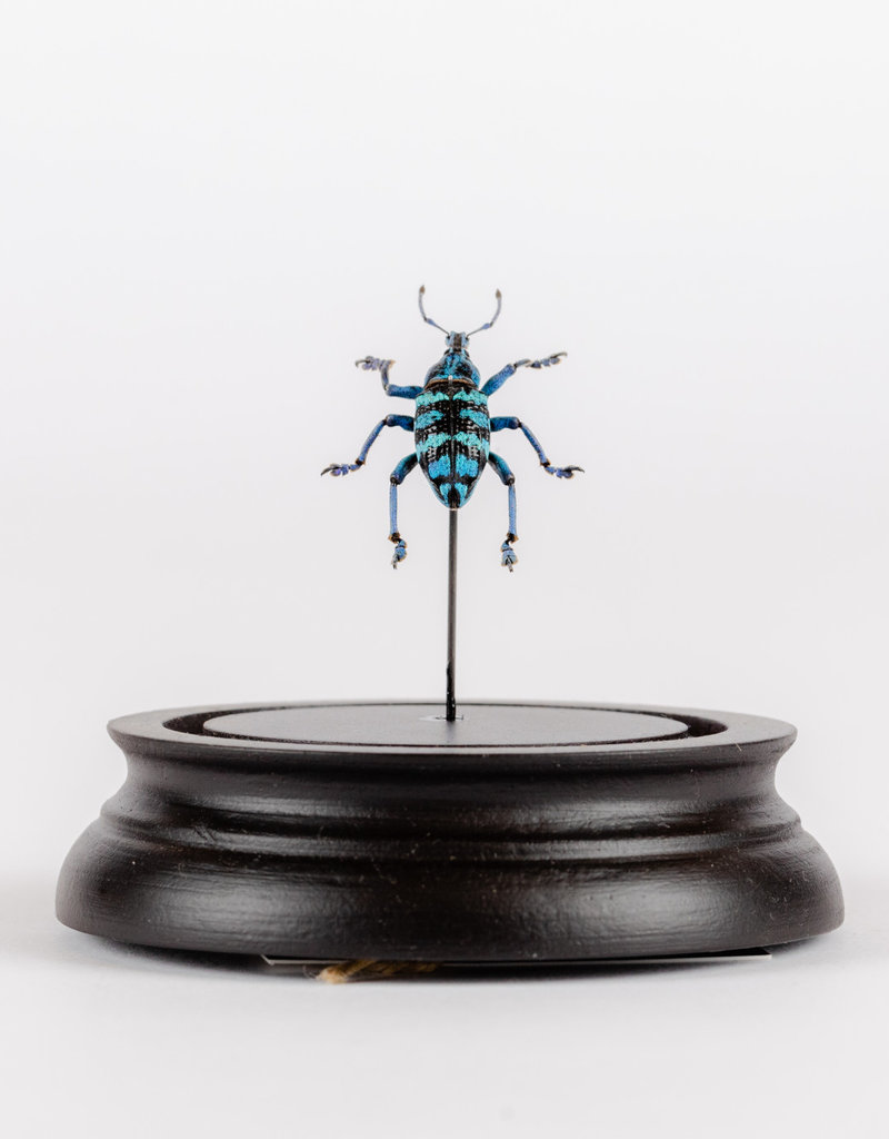 Animaux Spéciaux SMALL GLASS DOME - Blue Weevil