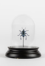 Animaux Spéciaux SMALL GLASS DOME - Blue Weevil