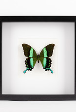 Animaux Spéciaux MODERN KADER - Papilio BIumei