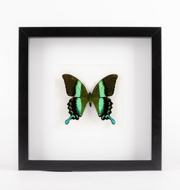 Animaux Spéciaux MODERN FRAME - Papilio BIumei