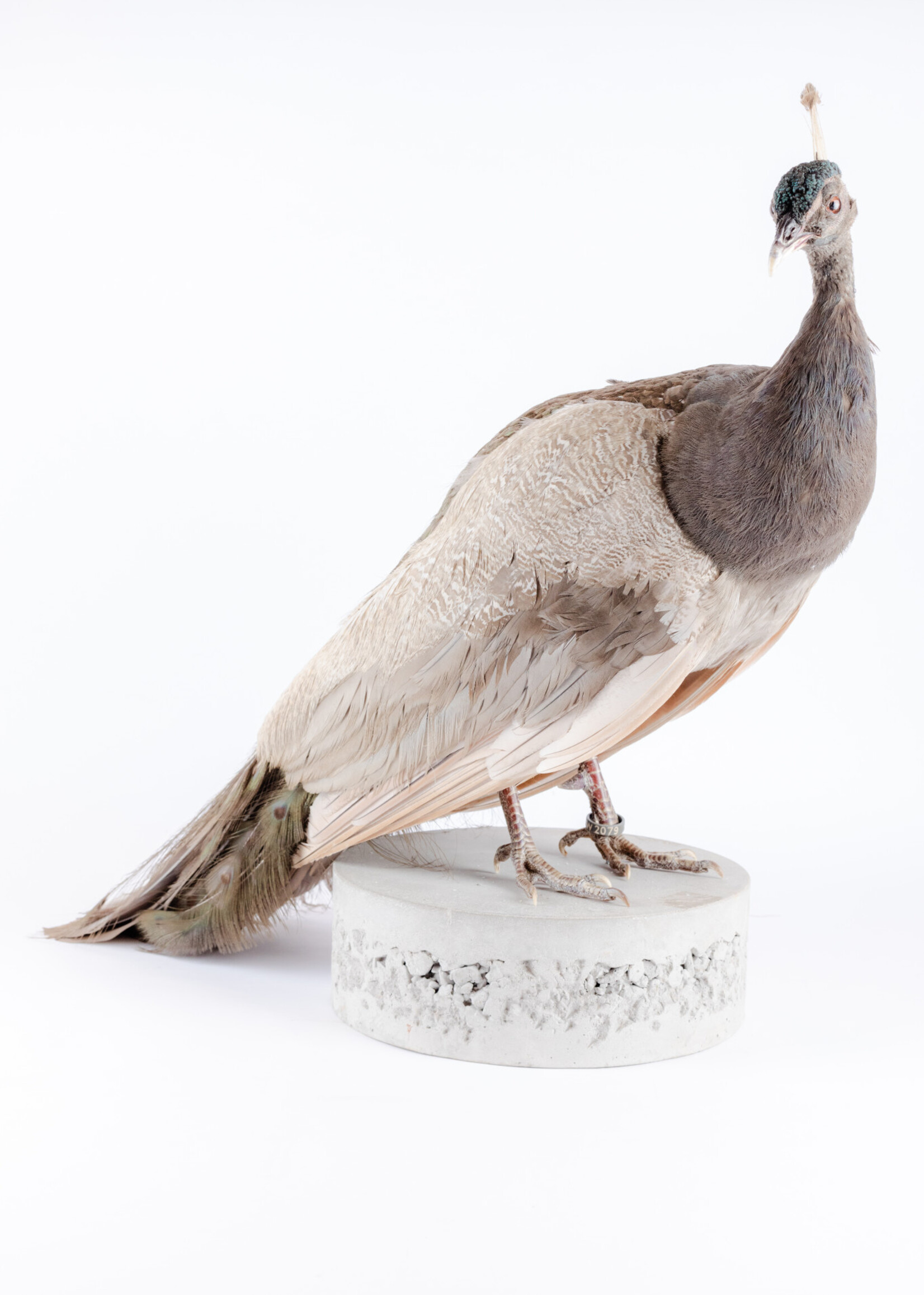 Animaux Spéciaux Opaalpauw