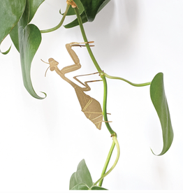 CINTRE DORE PLANTE - Mantoptère