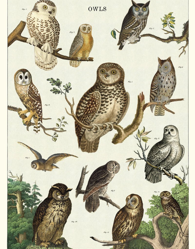 AFFICHE VINTAGE- Tableau de Hibou (50x70cm)