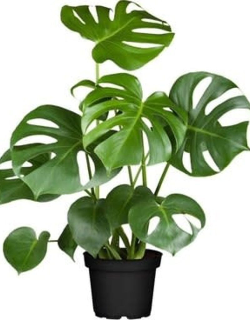 Animaux Spéciaux Botanical Wonders Monstera Deliciosa - Faux philodendron