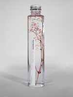 PLANT SPECIMEN - Gysophila elegans