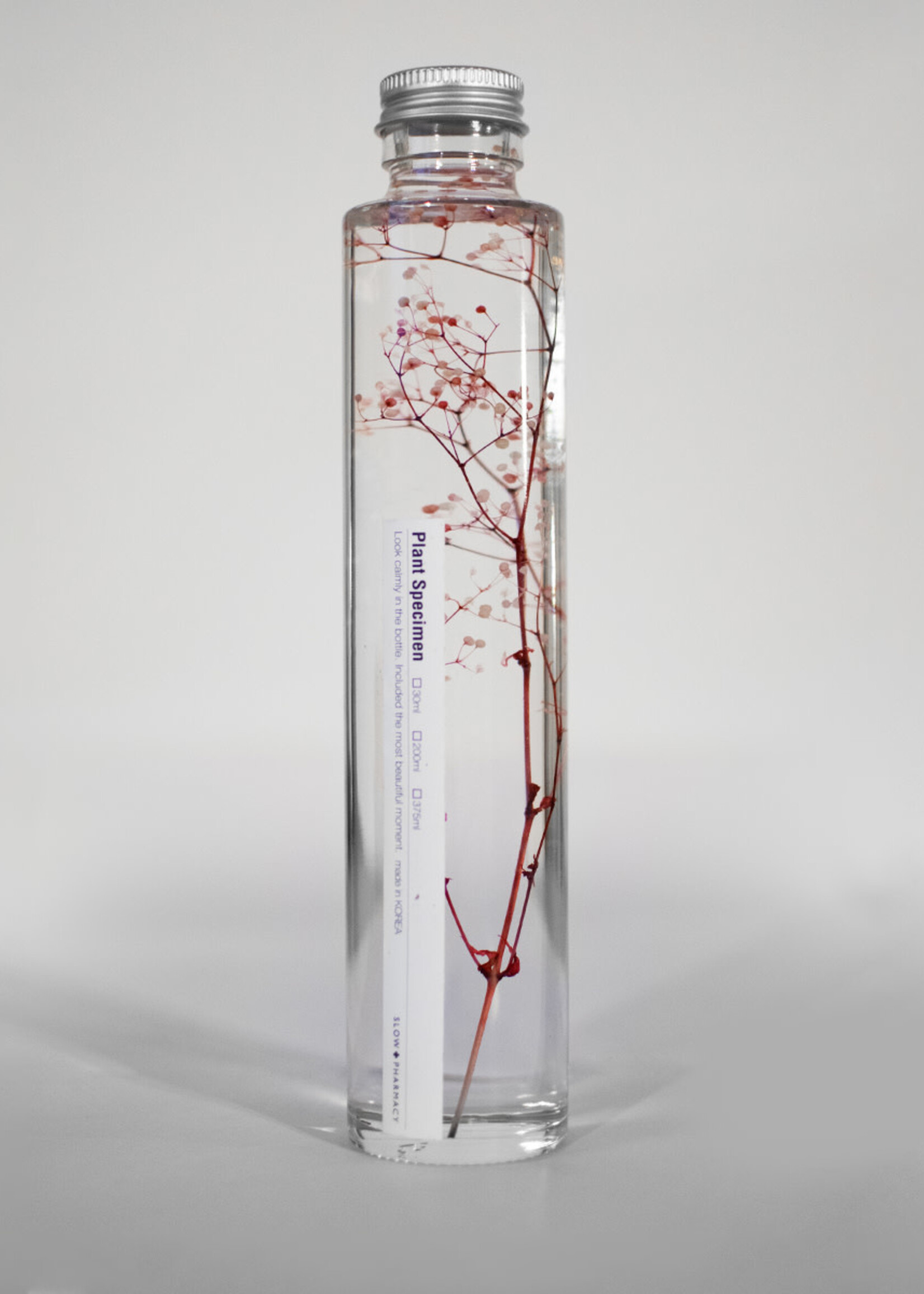 PLANT SPECIMEN - Gysophila elegans
