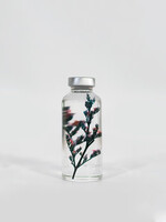 PLANTEN SPECIMEN - Zeelavendel