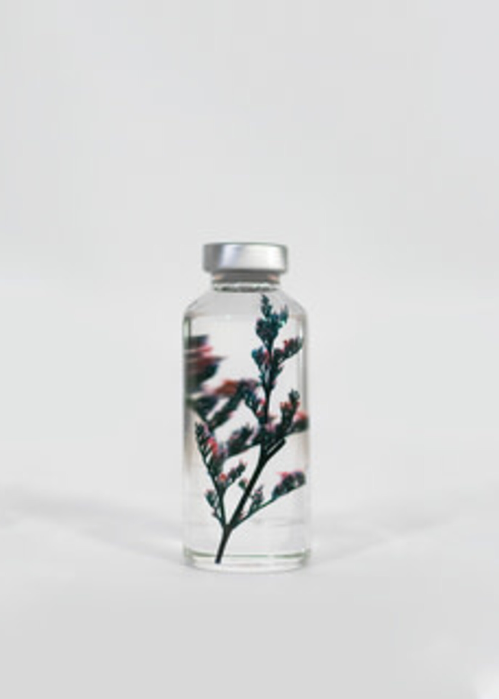 PLANT SPECIMEN - Sea Lavender