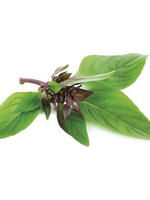 Thai Basil - Ocimum Basilicum