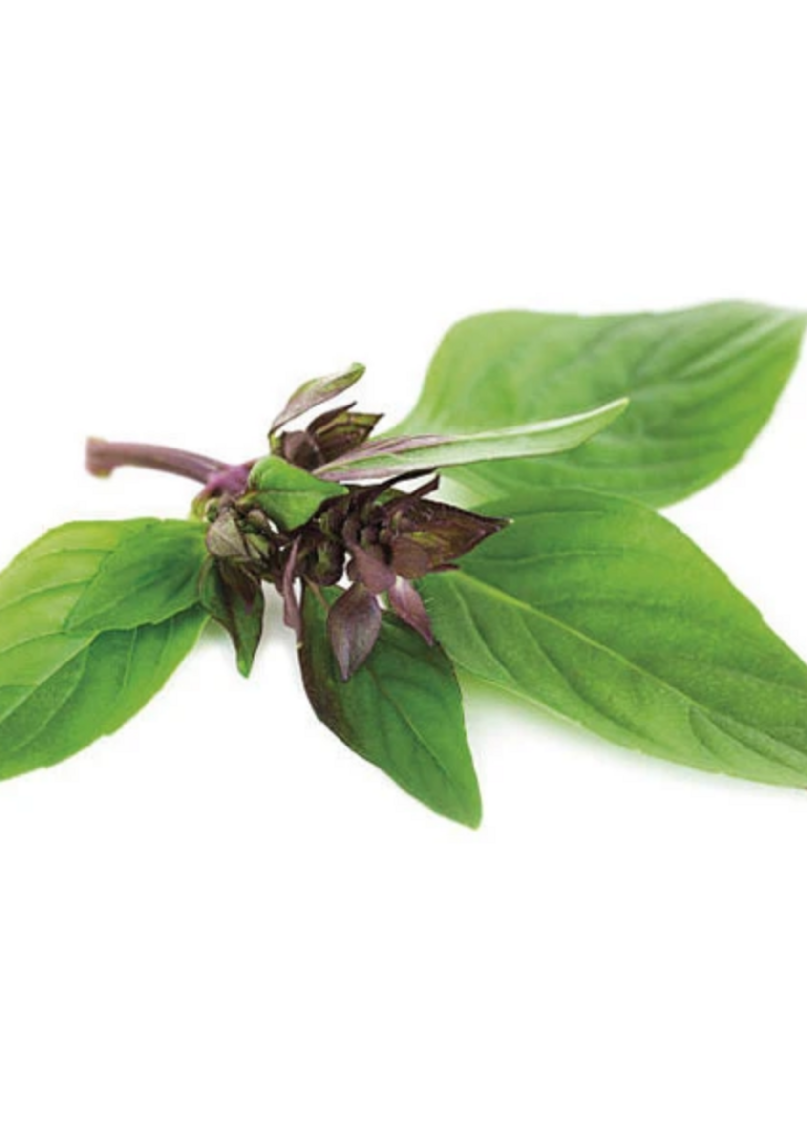 Thai Basil - Ocimum Basilicum