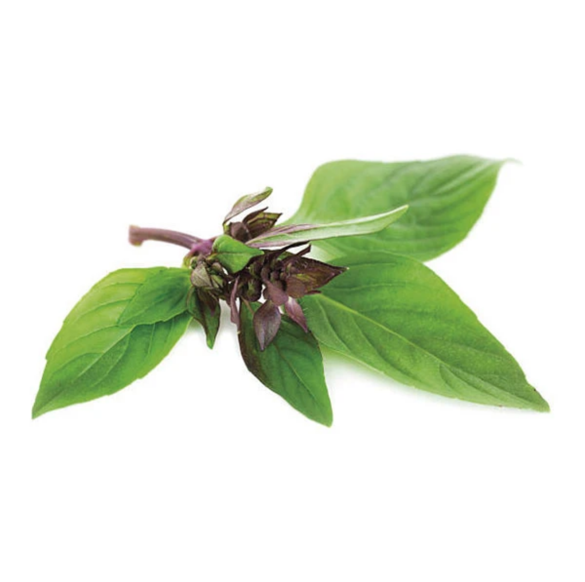 Ocimum Basilicum Var Thyrsiflora Seeds