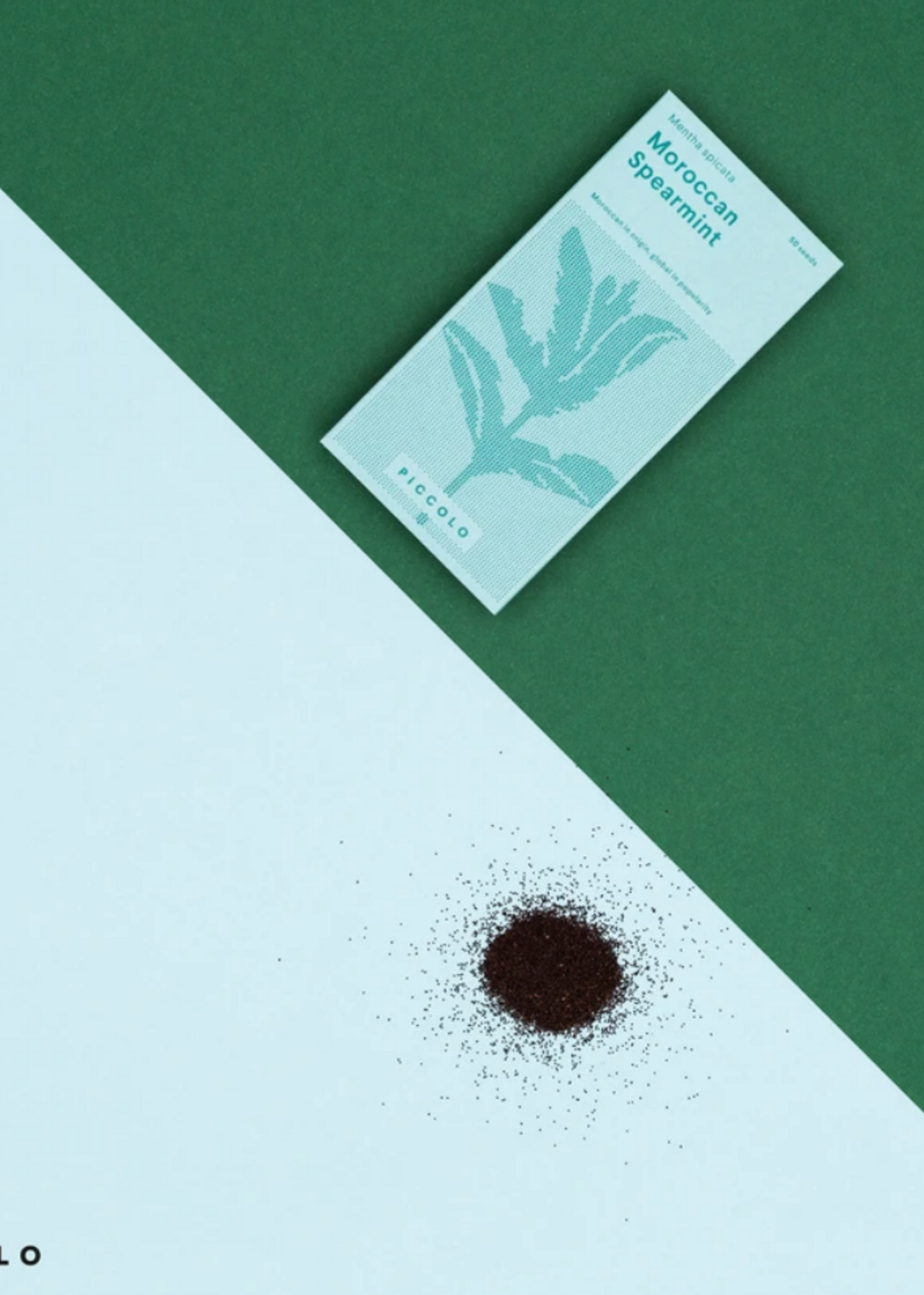 Menthe verte Marocaine - Mentha spicata