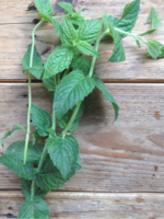 Menthe verte Marocaine - Mentha spicata