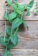 Menthe verte Marocaine - Mentha spicata