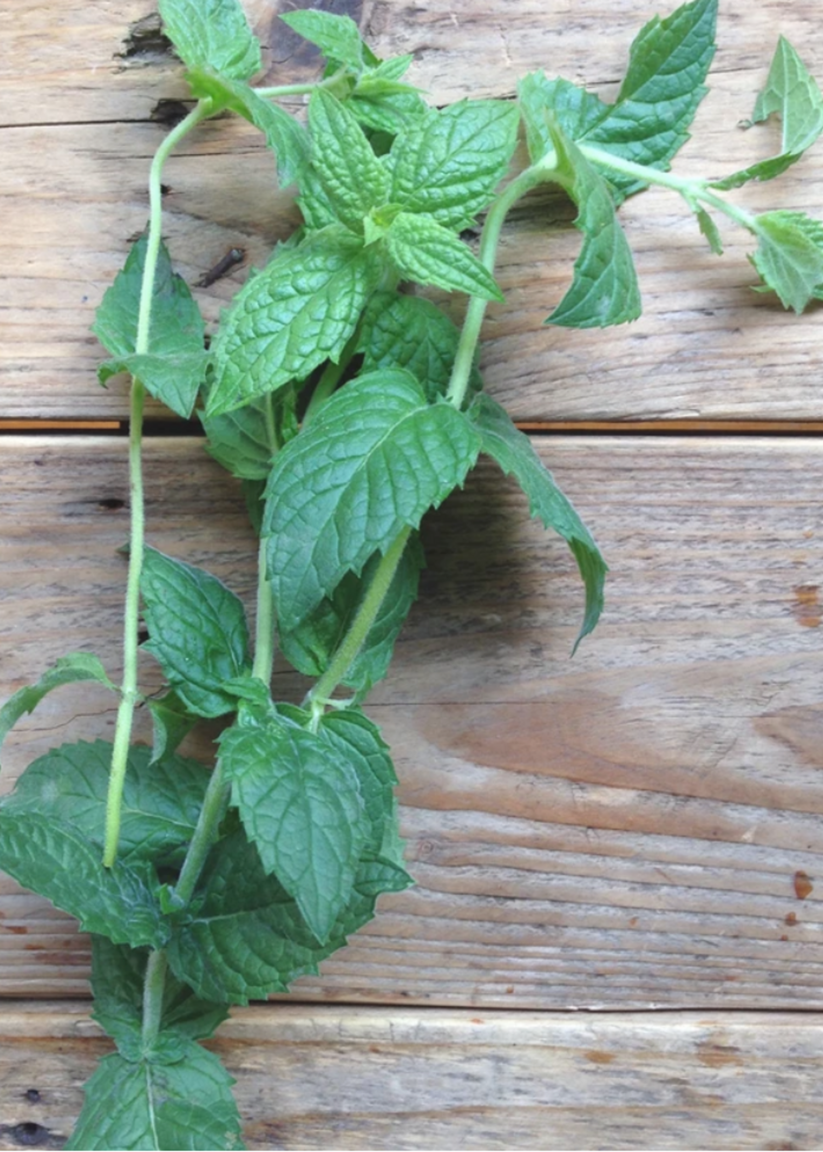 Menthe verte Marocaine - Mentha spicata