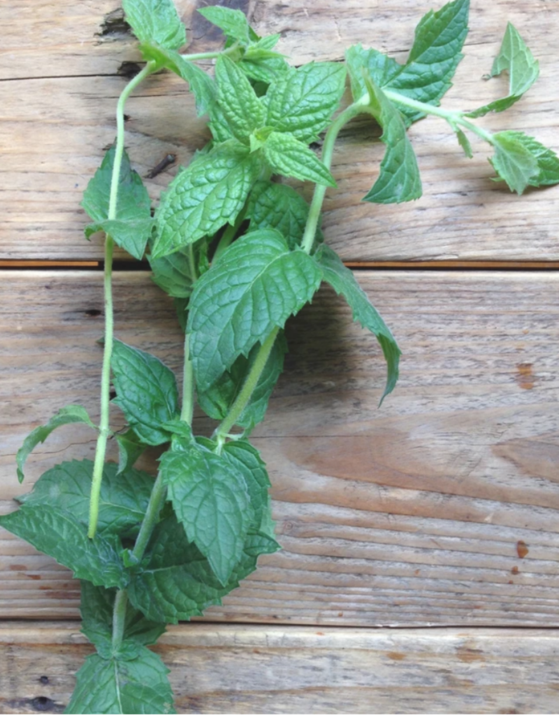 Moroccan spearmint- Mentha spicata