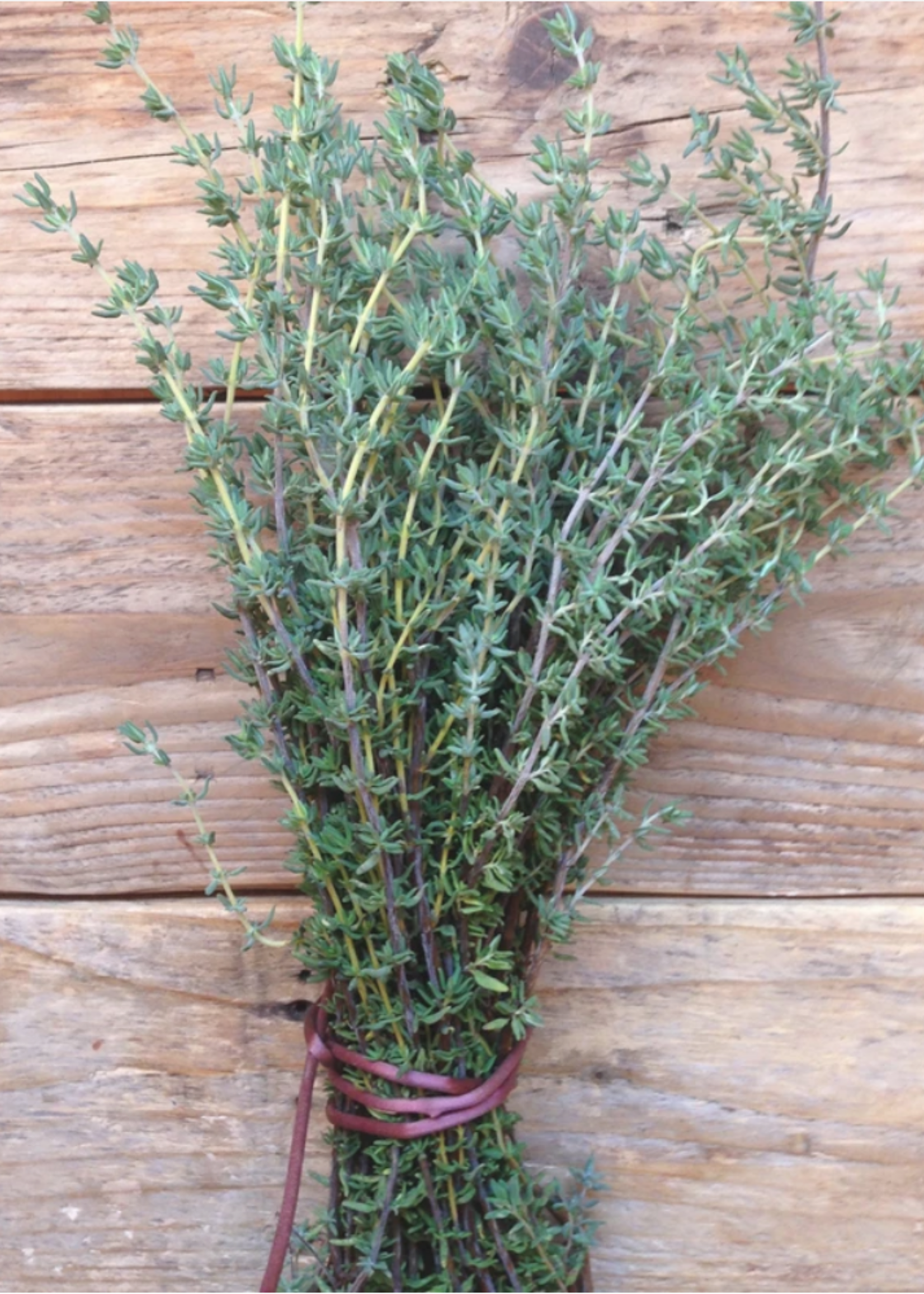 PROVENCAALSE TIJM - Thymus vulgaris